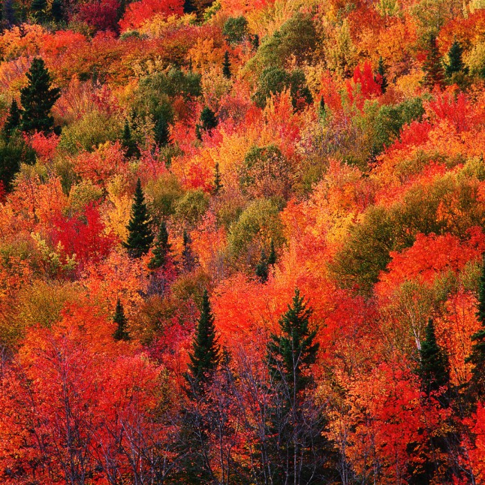 fall-mountain-red-9-wallpaper-1024x1024