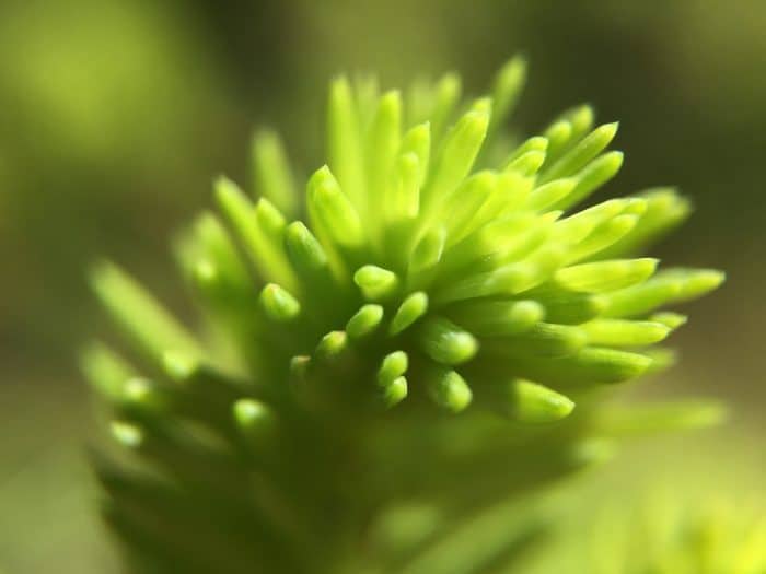 Kép: Makrófotó üde zöld, zsenge tavaszi tűlevelekről.