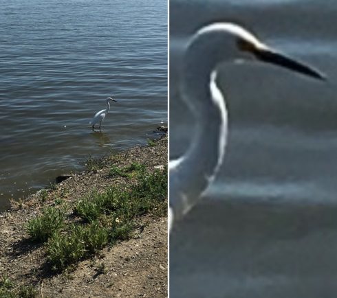 Borítókép: Nagyítás összehasonlítása – a kép bal oldalán az iOS alapértelmezetten maximális nagyítása, amin egy másfél centiméteres madár látható, a kép jobb oldalán pedig pixelesen ugyan, de részletesen látható a madár feje, szeme, csőre, nyaka is.