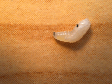 Kép: Egy hernyó araszolása mozgóképként.
