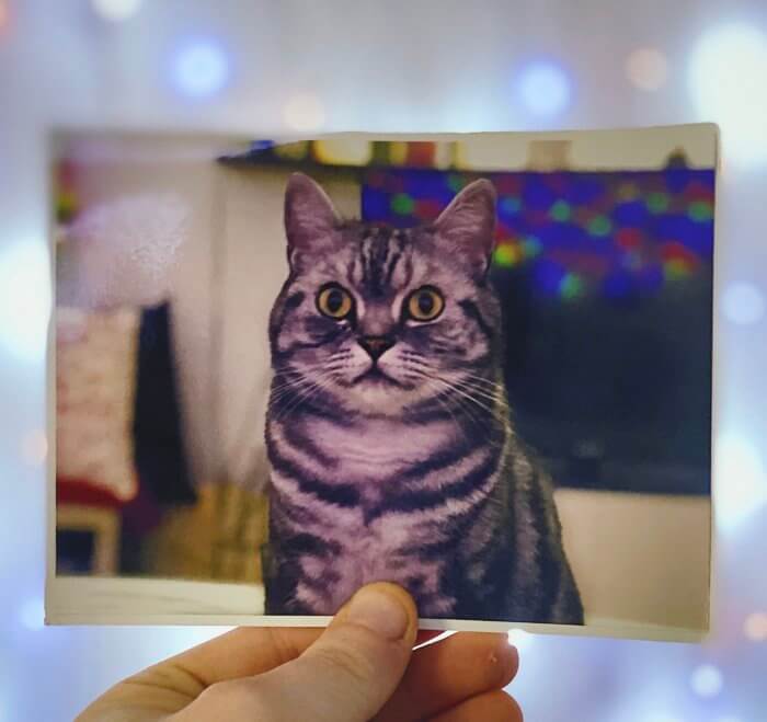 Sender, küldj ingyen képet a postával - Egy macska van a képem