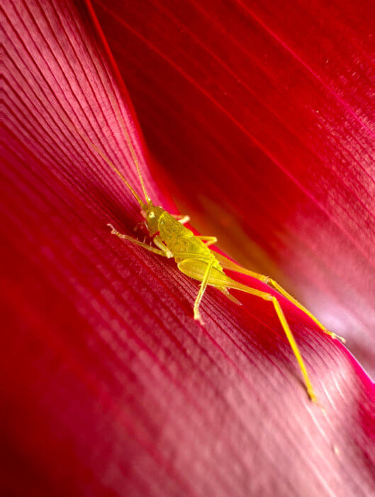 Makrofelvétel egy vörös levélen ülő apró, sárga rovarról. A felvétel az ultraszéles látószögű kamera 0,5-szörös zoomjával készült.