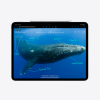Apple iPad Pro 13" (2024) Wi‑Fi 256GB (normál üveg) - asztrofekete - Image 5